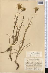 Pseudopodospermum pubescens (DC.) Zaika, Sukhor. & N. Kilian, Средняя Азия и Казахстан, Западный Тянь-Шань и Каратау (M3) (Узбекистан)