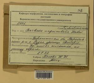 Barbula unguiculata Hedw., Гербарий мохообразных, Мхи - Центральное Черноземье (B10) (Россия)