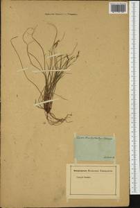 Carex brachystachys Schrank, Западная Европа (EUR) (Швейцария)