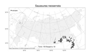 Saussurea neoserrata, Соссюрея новопильчатая Nakai, Атлас флоры России (FLORUS) (Россия)