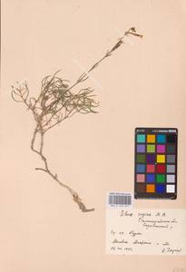 Смолевка приземистая M.Bieb., Восточная Европа, Нижневолжский район (E9) (Россия)