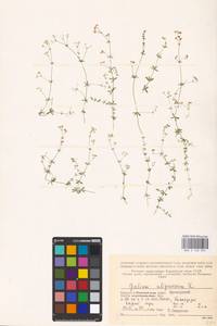 Подмаренник топяной L., Восточная Европа, Северный район (E1) (Россия)