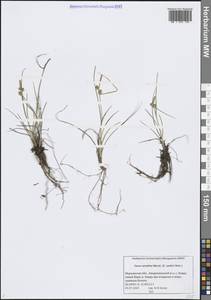 Осока Эдера, Восточная Европа, Северный район (E1) (Россия)