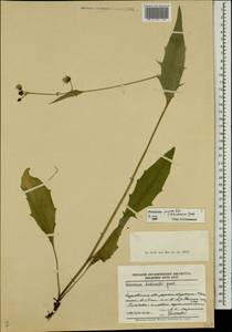 Hieracium lachenalii subsp. deductum (Sudre) Greuter, Восточная Европа, Волжско-Камский район (E7) (Россия)