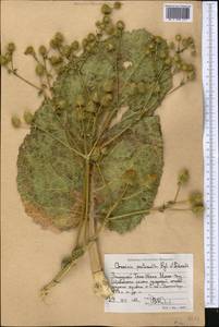 Arctium pentacanthum (Regel & Schmalh.) Kuntze, Средняя Азия и Казахстан, Западный Тянь-Шань и Каратау (M3) (Таджикистан)