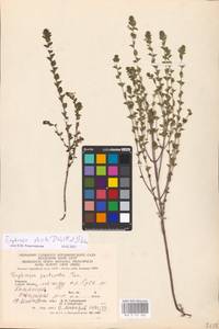 MHA 0 161 682, Очанка прямая J.P.Wolff ex J.F.Lehm., Восточная Европа, Западно-Украинский район (E13) (Украина)