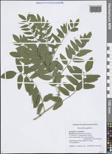 Солодка голая L., Восточная Европа, Московская область и Москва (E4a) (Россия)