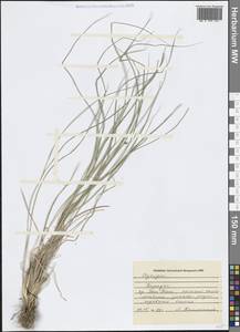 Пырейник, Крым (KRYM) (Россия)