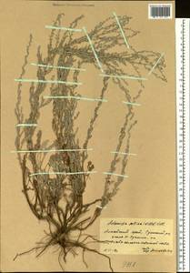 Artemisia maritima subsp. maritima, Сибирь, Алтай и Саяны (S2) (Россия)