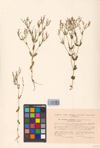 Золототысячник красивый (Sw.) Druce, Восточная Европа, Южно-Украинский район (E12) (Украина)