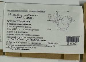 Ptilidium pulcherrimum (Weber) Vain., Гербарий мохообразных, Мхи - Центральное Нечерноземье (B6) (Россия)
