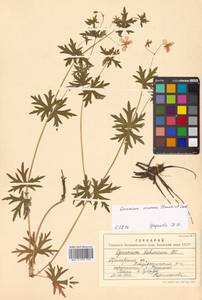 Герань Зибольда Franch. & Sav., Сибирь, Дальний Восток (S6) (Россия)