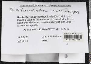 Bucklandiella microcarpos (Hedw.) Bedn.-Ochyra & Ochyra, Гербарий мохообразных, Мхи - Прибайкалье и Забайкалье (B18) (Россия)