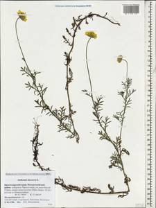 Cota tinctoria subsp. tinctoria, Кавказ, Черноморское побережье (от Новороссийска до Адлера) (K3) (Россия)