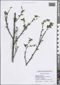 Береза приземистая Schrank, Восточная Европа, Северо-Западный район (E2) (Россия)