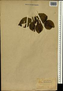 Toxicodendron radicans subsp. radicans, Зарубежная Азия (ASIA) (Япония)