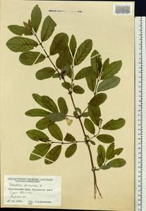 Жимолость голубая L., Сибирь, Центральная Сибирь (S3) (Россия)