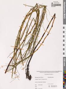 Хвощ приречный, Хвощ топяной L., Сибирь, Чукотка и Камчатка (S7) (Россия)