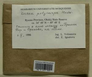 Leskea polycarpa Hedw., Гербарий мохообразных, Мхи - Центральное Нечерноземье (B6) (Россия)