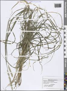 Лисохвост луговой L., Восточная Европа, Средневолжский район (E8) (Россия)