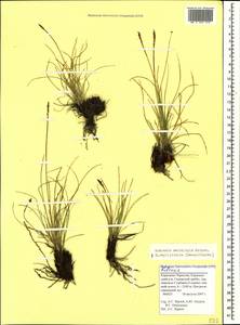 Carex capillifolia (Decne.) S.R.Zhang, Кавказ, Ставропольский край, Карачаево-Черкесия, Кабардино-Балкария (K1b) (Россия)