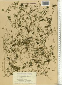 Болотник короткоплодный Sendtn., Восточная Европа, Латвия (E2b) (Латвия)