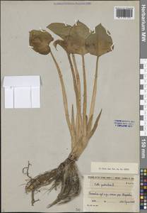 Белокрыльник болотный L., Сибирь, Центральная Сибирь (S3) (Россия)