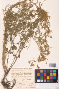 Medicago lessingii Fisch. & C.A.Mey. ex Kar., Средняя Азия и Казахстан, Прикаспийский Устюрт и Северное Приаралье (M8) (Казахстан)
