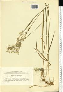 Sibirotrisetum sibiricum (Rupr.) Barberá, Восточная Европа, Северный район (E1) (Россия)