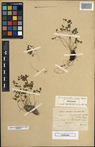 Asplenium lepidum subsp. haussknechtii (Godet & Reuter) Brownsey, Зарубежная Азия (ASIA) (Турция)