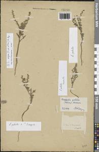 Lappula patula × caspia, Восточная Европа, Нижневолжский район (E9) (Россия)