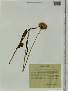 Klasea marginata (Tausch) Kitag., Сибирь, Алтай и Саяны (S2) (Россия)