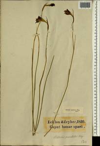 Gladiolus permeabilis F.Delaroche, Африка (AFR) (ЮАР)