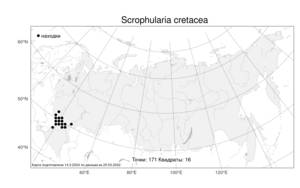 Scrophularia cretacea, Норичник меловой Fisch., Атлас флоры России (FLORUS) (Россия)
