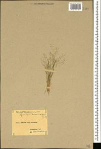 Булавоножка растопыренная (Gouan) Rchb., Кавказ, Армения (K5) (Армения)