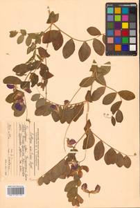 Lathyrus japonicus var. maritimus (L.) J.T.Kartesz & Gandhi, Сибирь, Дальний Восток (S6) (Россия)