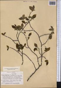 Ostrya virginiana (Mill.) K.Koch, Америка (AMER) (США)
