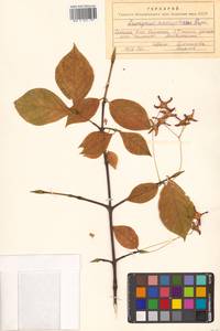 Бересклет большекрылый Rupr., Сибирь, Дальний Восток (S6) (Россия)