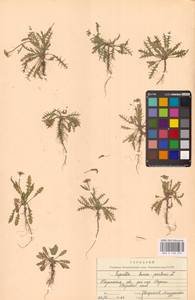 Пастушья сумка обыкновенная (L.) Medik., Восточная Европа, Центральный район (E4) (Россия)