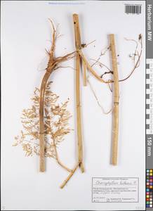 Бутень клубненосный L., Восточная Европа, Центральный лесной район (E5) (Россия)