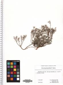 Odontarrhena tortuosa subsp. cretacea (Kotov) Spaniel, Al-Shehbaz & Marhold, Восточная Европа, Восточный район (E10) (Россия)