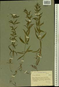 Марена татарская (Trevis.) F.Schmidt, Восточная Европа, Ростовская область (E12a) (Россия)