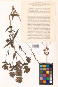 MHA 0 161 990, Rhinanthus serotinus var. vernalis (N. W. Zinger) Janch., Восточная Европа, Восточный район (E10) (Россия)