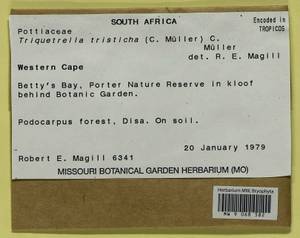 Triquetrella tristicha (Müll. Hal.) Müll. Hal., Гербарий мохообразных, Мхи - Африка (BAf) (ЮАР)