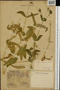 Dichodon davuricum (Fisch. ex Spreng.) Á. Löve & D. Löve, Восточная Европа, Восточный район (E10) (Россия)