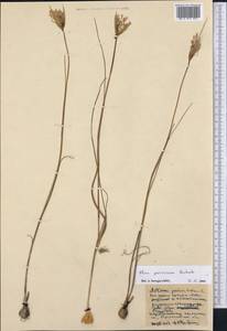 Лук предвиденный Rchb., Средняя Азия и Казахстан, Северный и Центральный Казахстан (M10) (Казахстан)