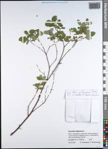 Голубика обыкновенная L., Сибирь, Западная Сибирь (S1) (Россия)