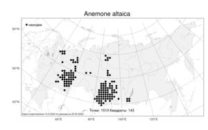 Anemone altaica, Ветреница алтайская Fisch. ex C. A. Mey., Атлас флоры России (FLORUS) (Россия)