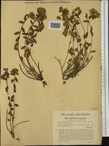 Euphorbia verrucosa L., Западная Европа (EUR) (Австрия)
