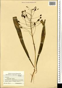 Bellevalia longistyla (Miscz.) Grossh., Кавказ, Армения (K5) (Армения)